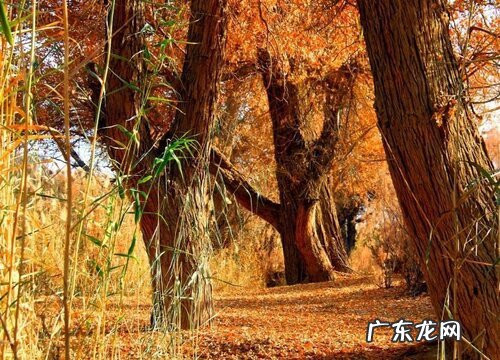 棕色土适合种什么植物