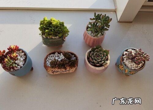 棕色土适合种什么植物