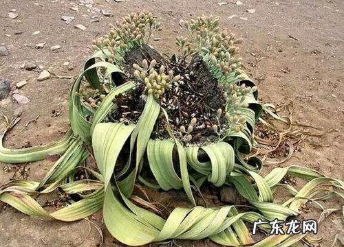 棕色土适合种什么植物