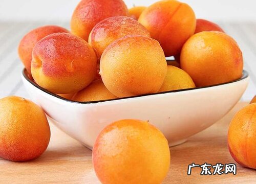 红杏是被子植物吗