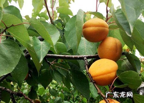 红杏是被子植物吗