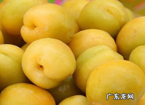 红杏是被子植物吗