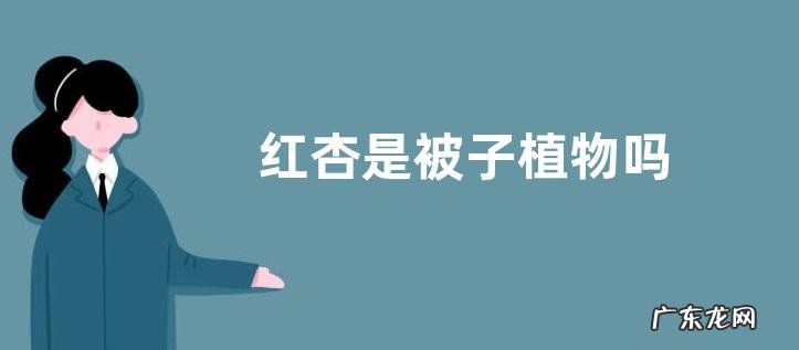 红杏是被子植物吗