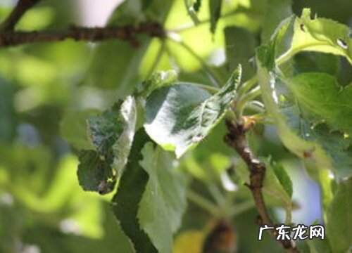 苹果树叶是什么形状