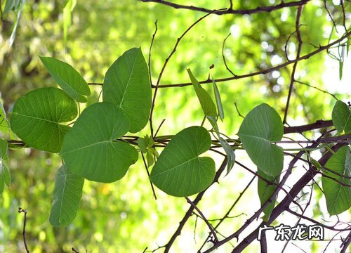 苹果树叶是什么形状