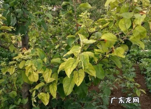 苹果树叶是什么形状