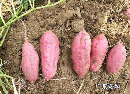 番薯是块根还是块茎