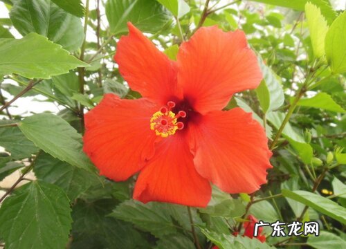 牡丹花种子多久发芽