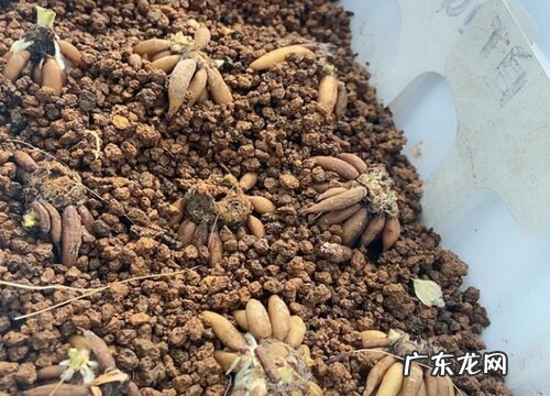 牡丹花种子多久发芽