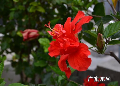 牡丹花种子多久发芽