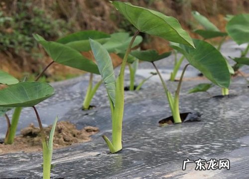 芋头产地在哪里
