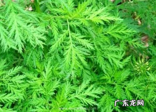 青篙是裸子植物吗