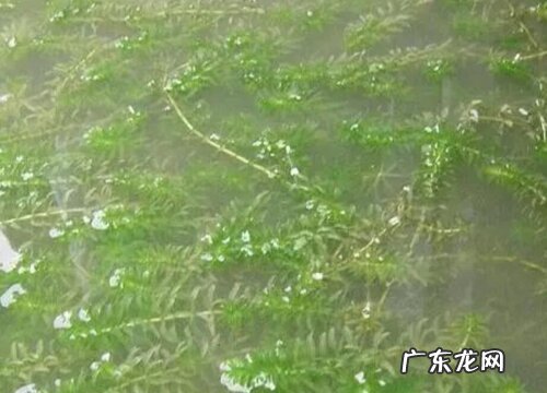 黑藻是低等植物吗