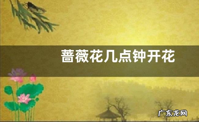 蔷薇花几点钟开花