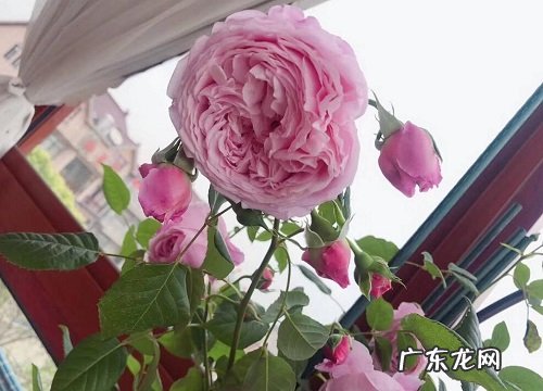 蔷薇花几点钟开花