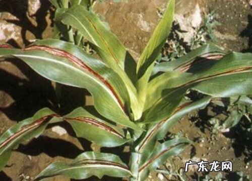 高粱花叶病症状及防治方法