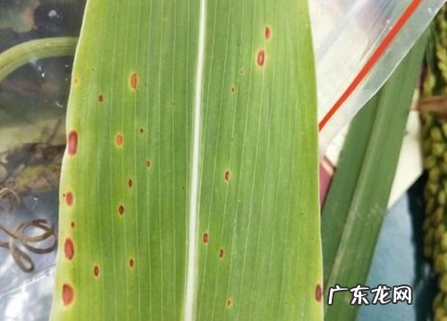 高粱花叶病症状及防治方法