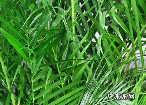 天堂鸟和散尾葵哪个好养活 哪个更适合放客厅