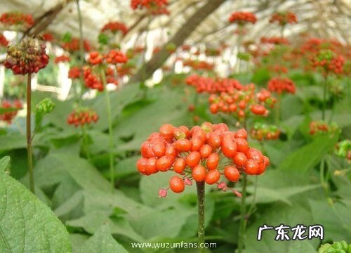 人参开花了还能吃吗