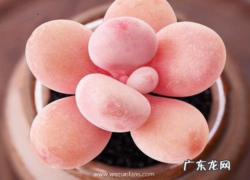 桃蛋的养殖方法和注意事项有哪些