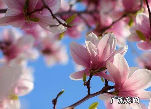 玉兰是被子植物吗