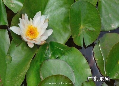 莲叶是什么形状