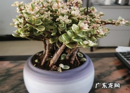 雅之乐舞多肉怎么养殖