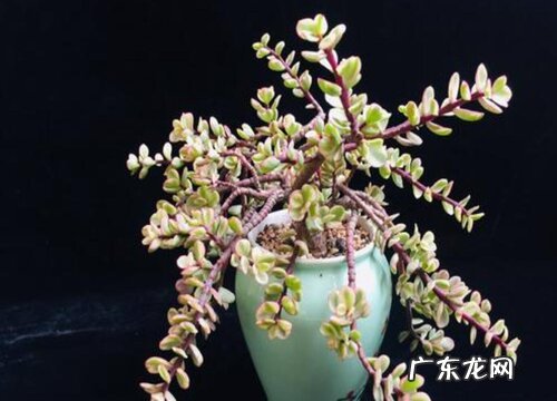 雅之乐舞多肉怎么养殖