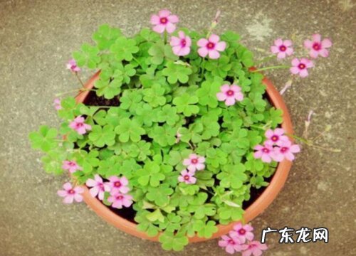 酢浆草是什么草