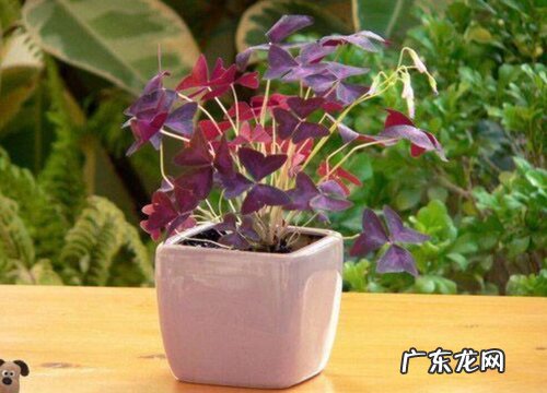 酢浆草是什么草