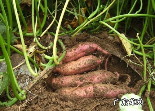 红薯是碳水化合物吗