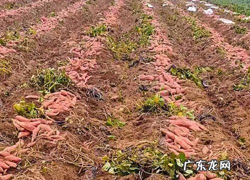 红薯是碳水化合物吗