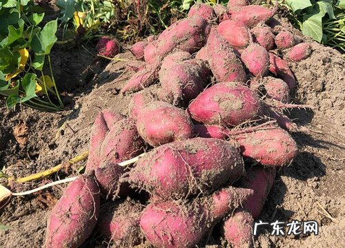 红薯是碳水化合物吗