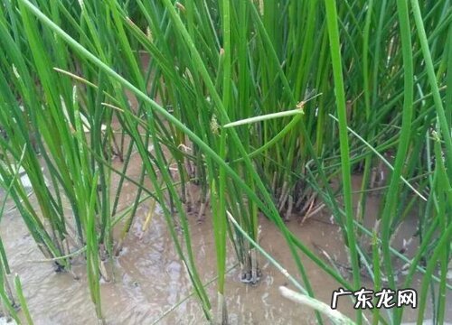 荸荠是碳水化合物吗