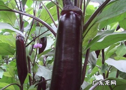 茄子的生长环境及生长地方条件