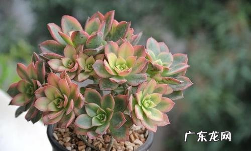 艳日辉怎么爆盆快