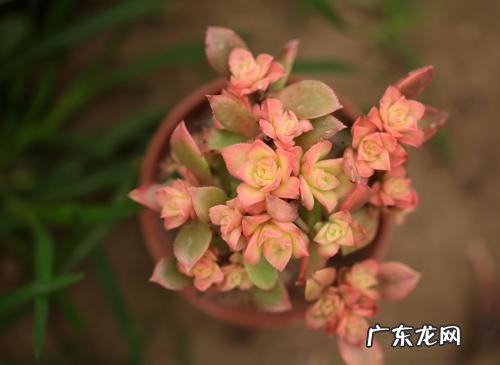 艳日辉怎么爆盆快