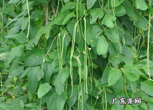 缸什么时候播种最好 播种时间与方法