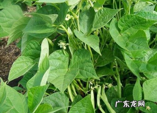 缸什么时候播种最好 播种时间与方法