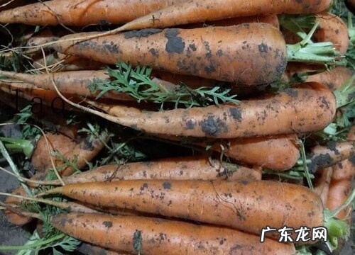 萝卜是碳水化合物吗