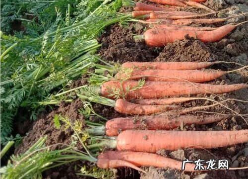 萝卜是碳水化合物吗