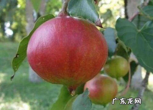 木油桐果实有毒吗