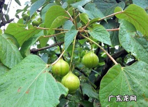 木油桐果实有毒吗