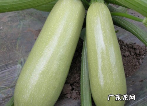 西葫芦产地在哪里