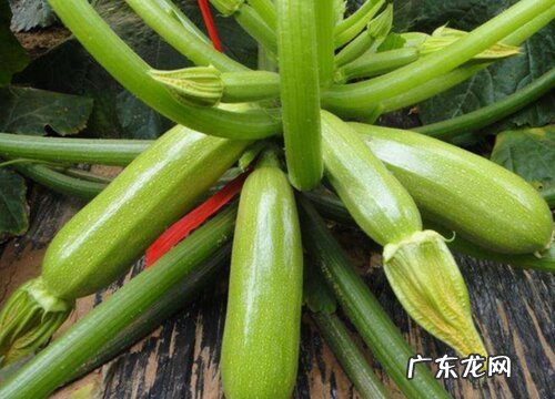 西葫芦产地在哪里