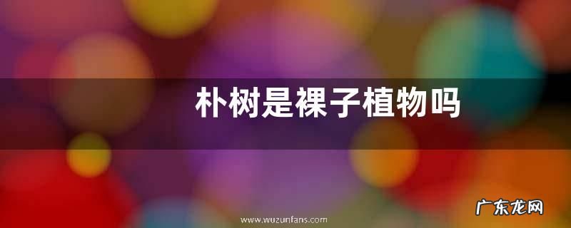 朴树是裸子植物吗