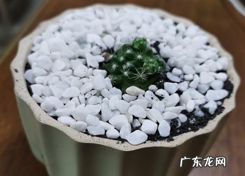 仙人球养几年开花