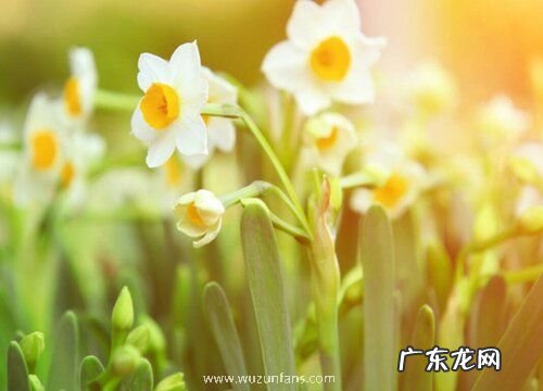 水仙是木本植物吗