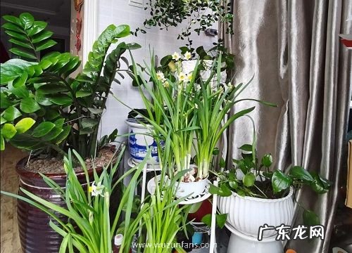 水仙是木本植物吗