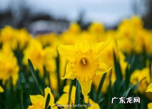 水仙是木本植物吗